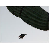 Bird & Saguaro I