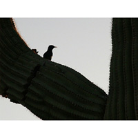 Bird & Saguaro II
