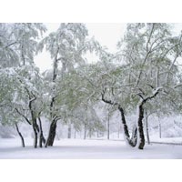 Snow on Spring Trees I