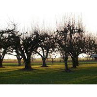 Apple Trees I
