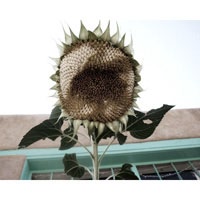 Adobe Sunflower