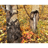 Tree Trunks and Leaves