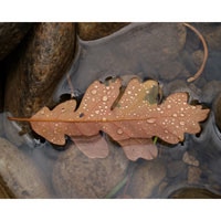 Leaf and Water Heart