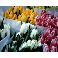Tri-Color Tulips