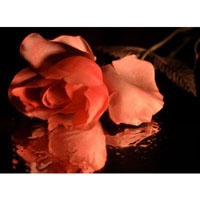 Rose Reflection.