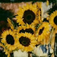 Polaroid Sunflowers