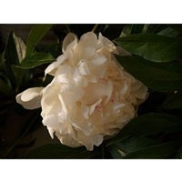 Pure Peony I