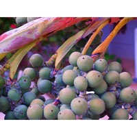Grapes of peace