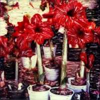 Unnamed flower