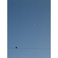 Bird Howling at the Moon