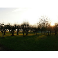 Apple Trees II