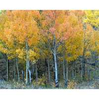 Apricot Aspens