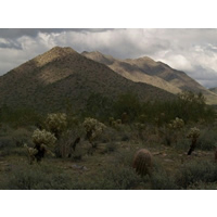 Hills and Cacti