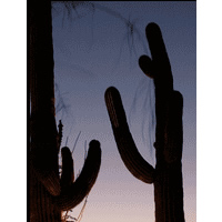 Saguaro Silhouettes II