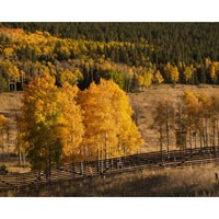 Fencing in the Aspens I