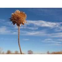 Taos Sunflower