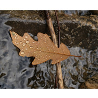 Leaf on a Stick
