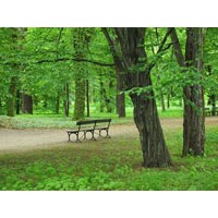 The Park Bench